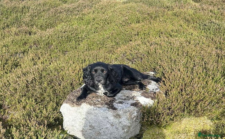 Cocker Spaniel dogs - Advert 2