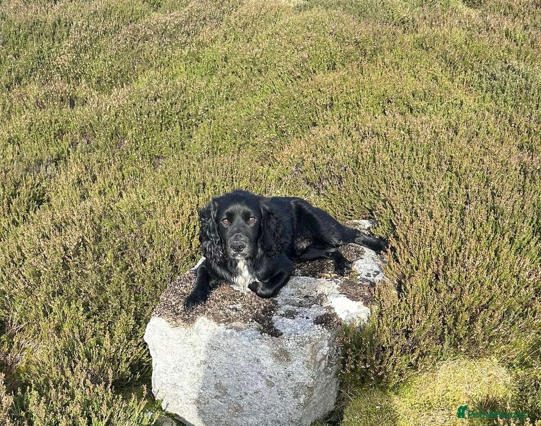Cocker Spaniel dogs for stud: Genuine Working Cocker Spaniel Stud - Image 1