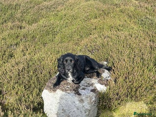 Cocker Spaniel dogs - Advert 25