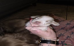 Dachshund dogs for sale: Mini daschund puppies - Image 4