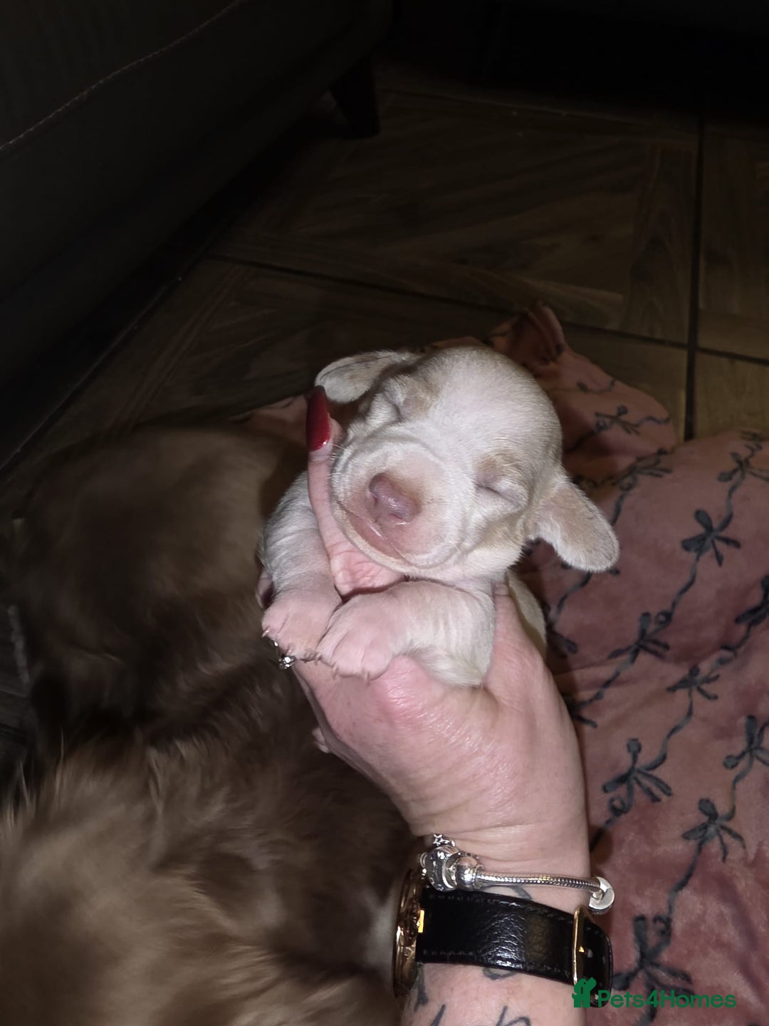 Dachshund dogs for sale: Mini daschund puppies - Image 4