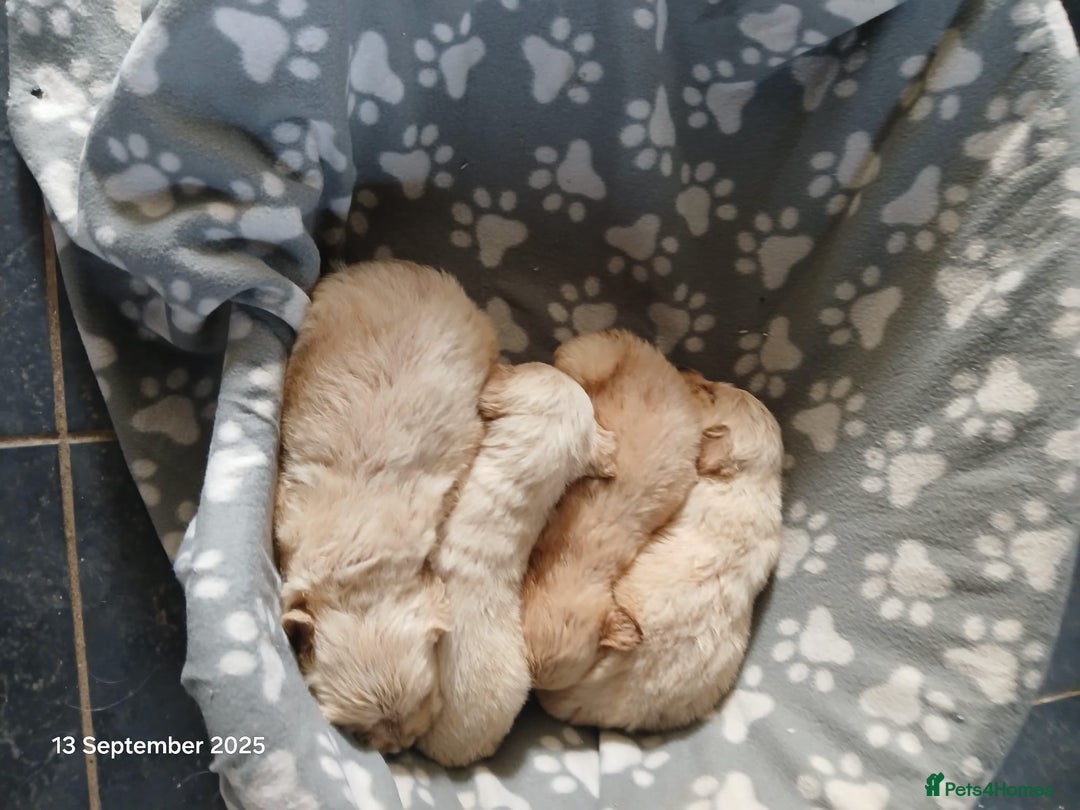 Golden Retriever dogs for sale: KC Registered Golden Retriever Pups - Image 7