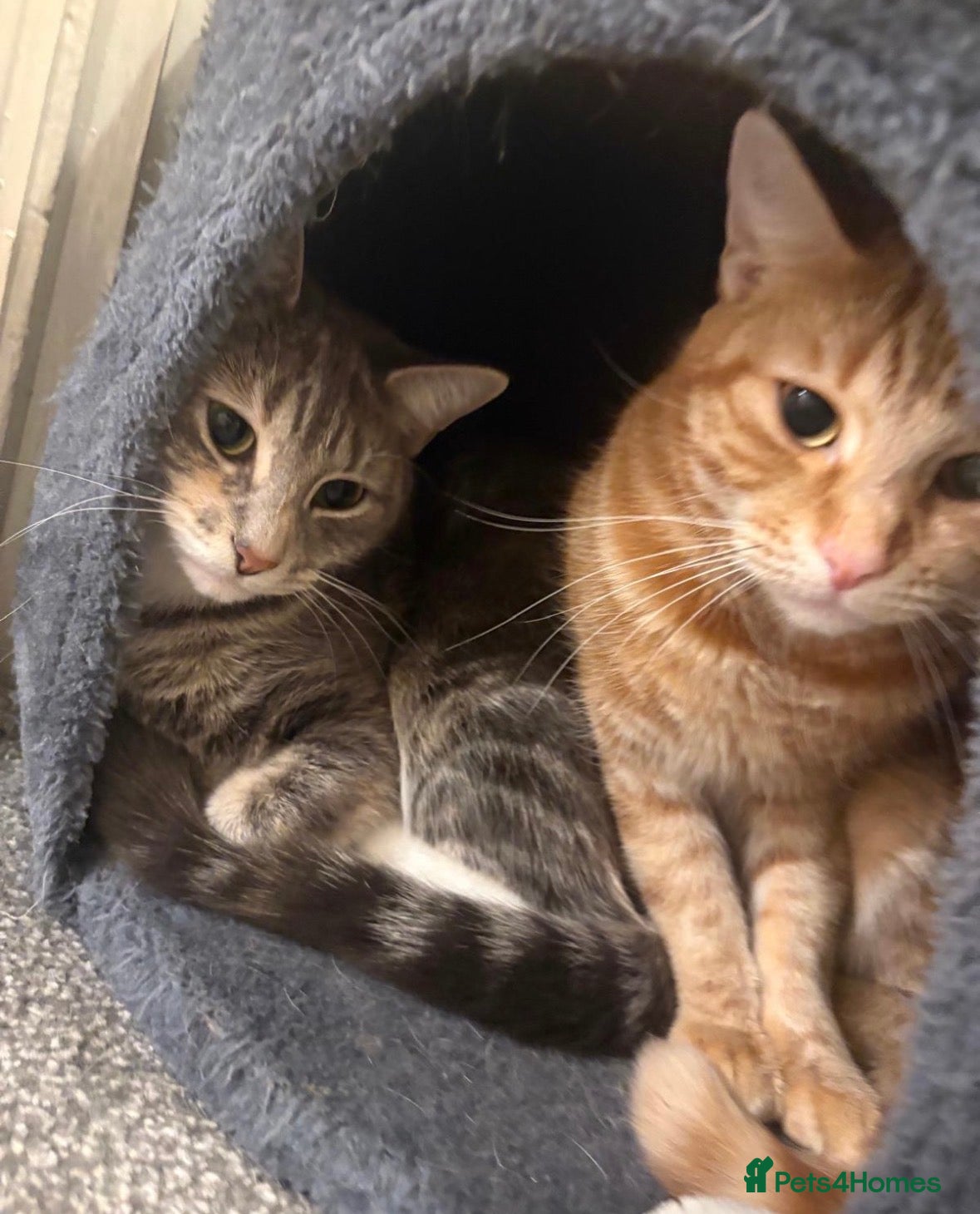 Mixed Breed cats mother & daughter looking for their forever home in Dudley - Advert 3