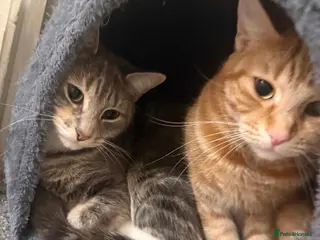 Mixed Breed cats mother & daughter looking for their forever home in Dudley - Advert 1