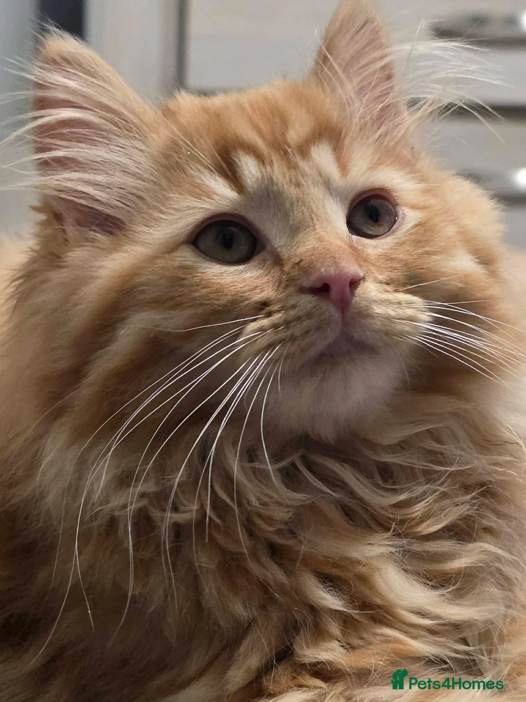 Mixed Breed cats for sale: Mixed breed Norvergian and ragdoll - Advert 3