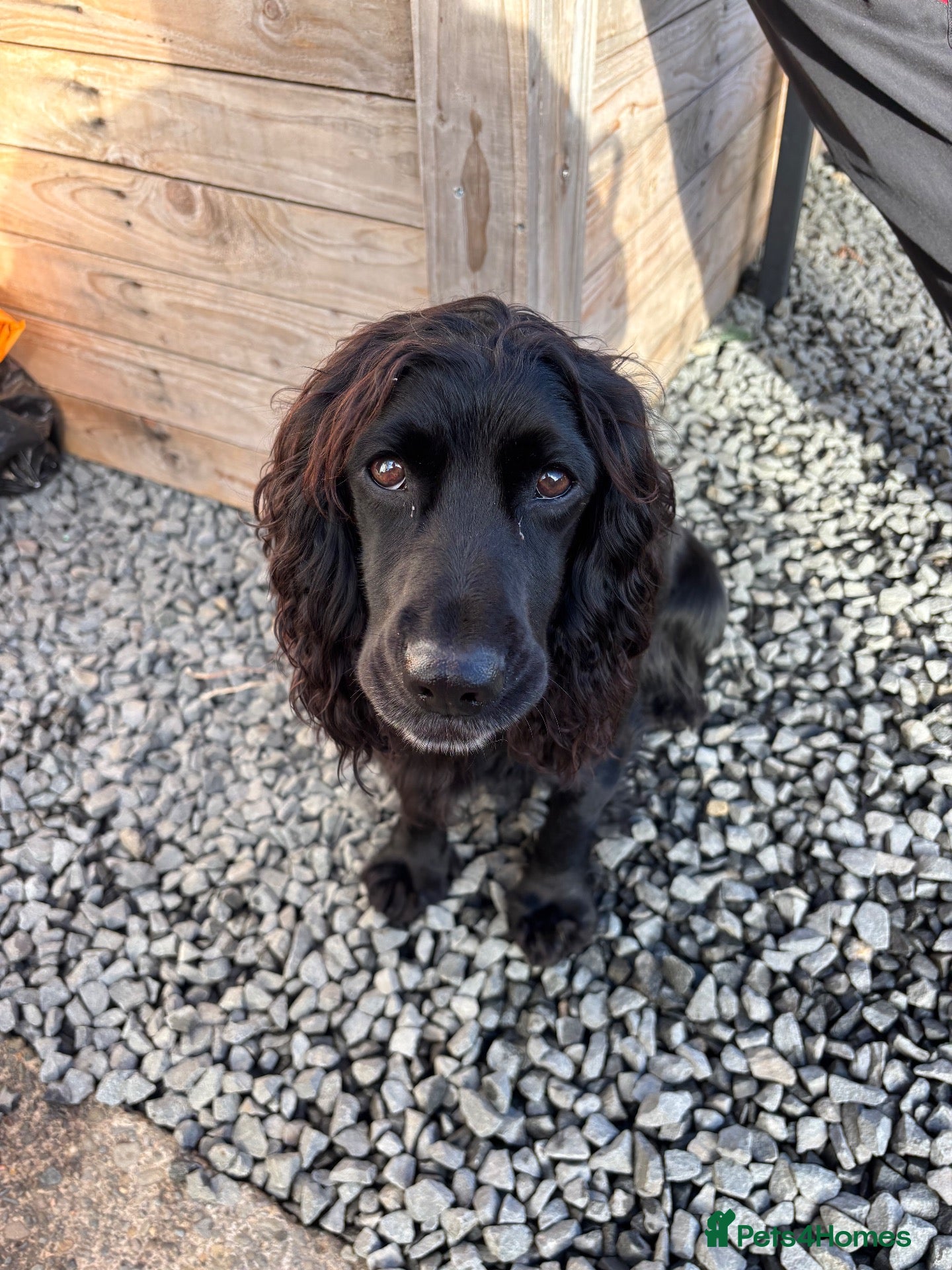 Cocker Spaniel dogs for sale: 5⭐️licensed.KC working cocker spaniels.  - Advert 2