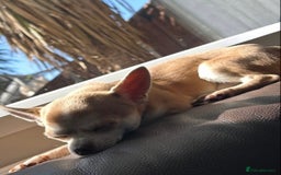 Chihuahua dogs for sale: Apple head chihuahua  - Image 2