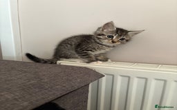 Mixed Breed cats for sale: Silver & brown British shorthair / bengal kittens  - Image 26
