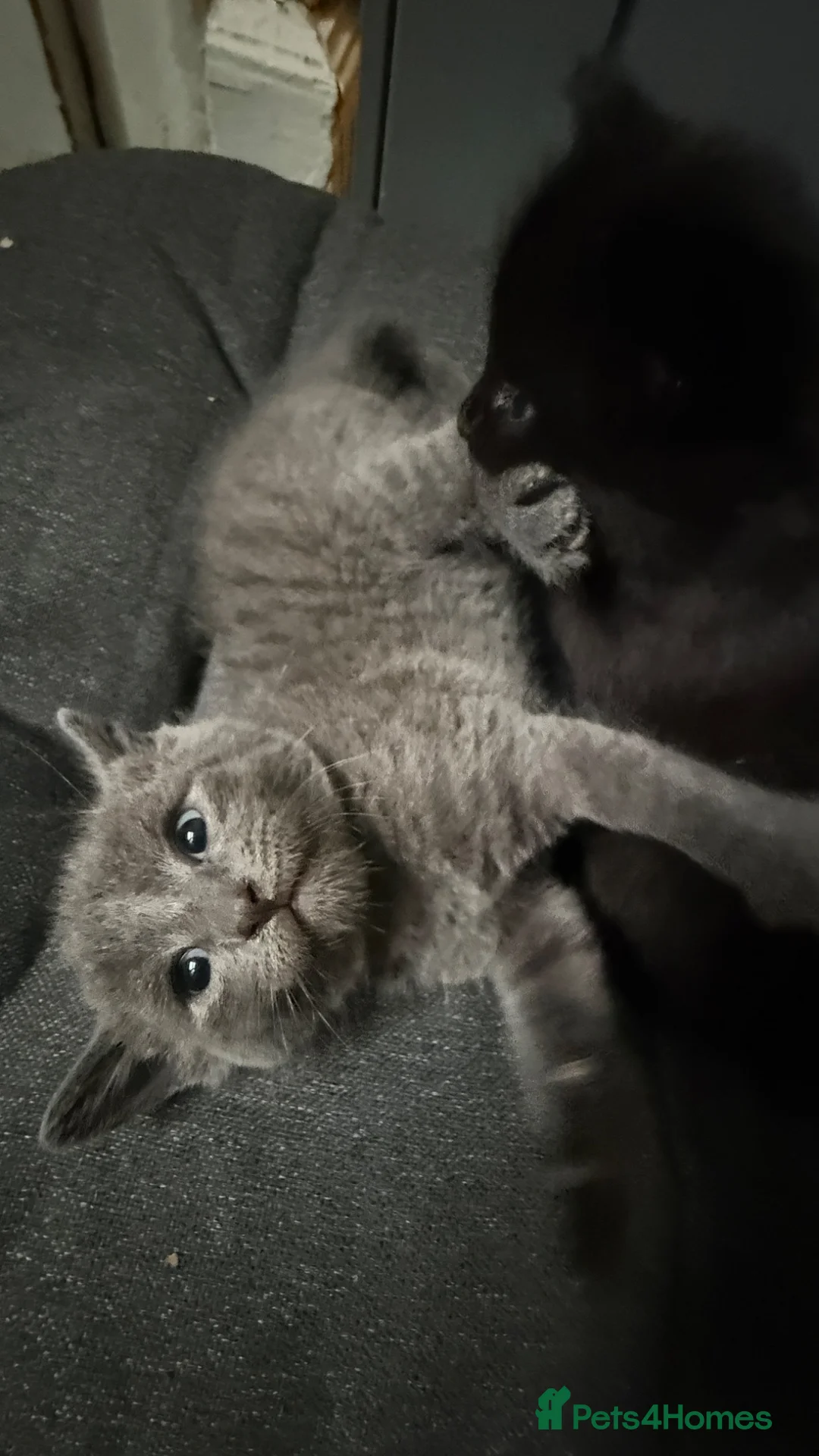 Mixed Breed cats for sale: Beautiful Grey Kitten Max  in Enfield - Advert 3