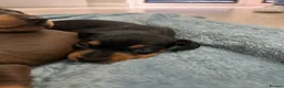 Miniature Dachshund dogs for sale: Champion line miniature dachshunds KC REG PRACLEAR - Advert 9