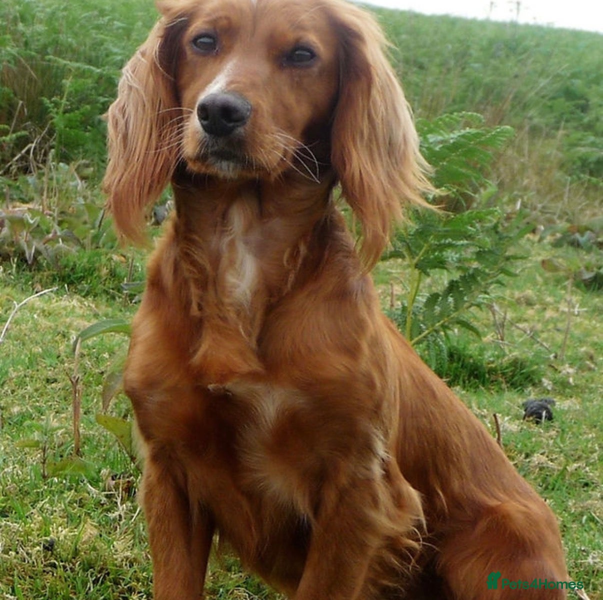 Cocker Spaniel dogs KC reg 12wk WCS puppy - Advert 3