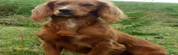 Cocker Spaniel dogs for sale: KC reg 12wk WCS puppy - Advert 1