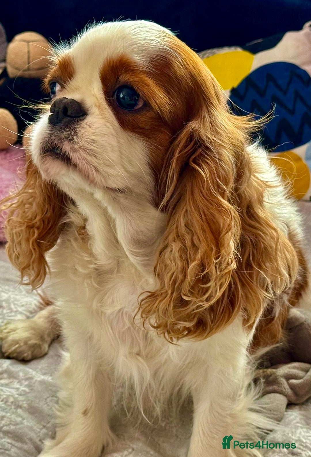 Cavalier King Charles Spaniel dogs for adoption: Daisy’s Story: Saved from the Brink of Death - Image 3