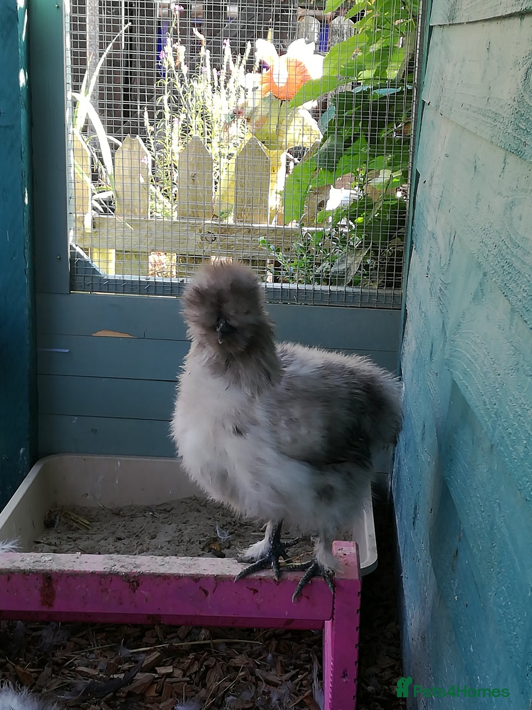 Chickens poultry for sale: JOB LOT COOP, 3 SILKIE HENS+ALL ACCESSORIES  in Colwyn Bay - Image 6