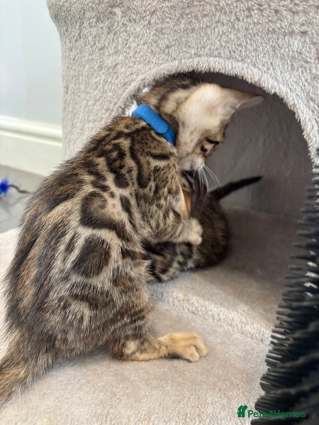 Bengal cats for sale: Silver Charcoal and Brown rosetted Bengal kittens  - Image 14