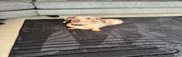 Dachshund dogs for sale: Female dachshund  - Advert 1