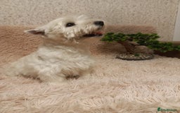 West Highland Terrier dogs for adoption: Michelle: The Little Dog the World Tried to Forget - Image 4