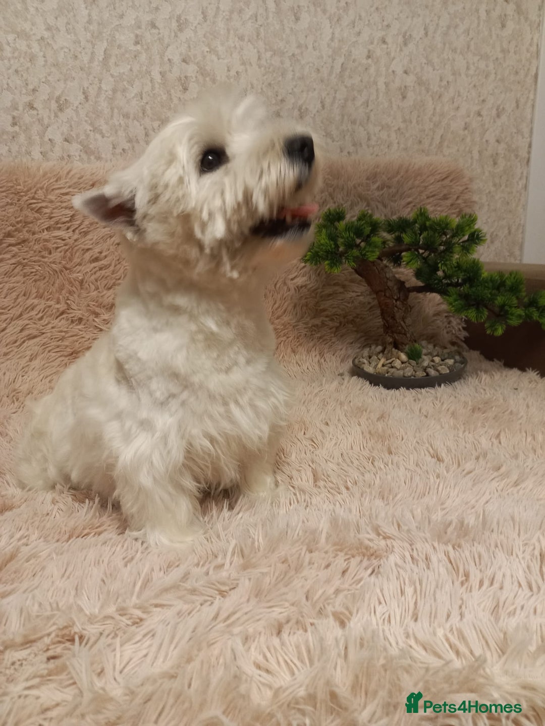 West Highland Terrier dogs for adoption: Michelle: The Little Dog the World Tried to Forget - Image 4