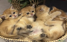 British Shorthair cats for sale: Top Quality golden BSH babies  - Image 2