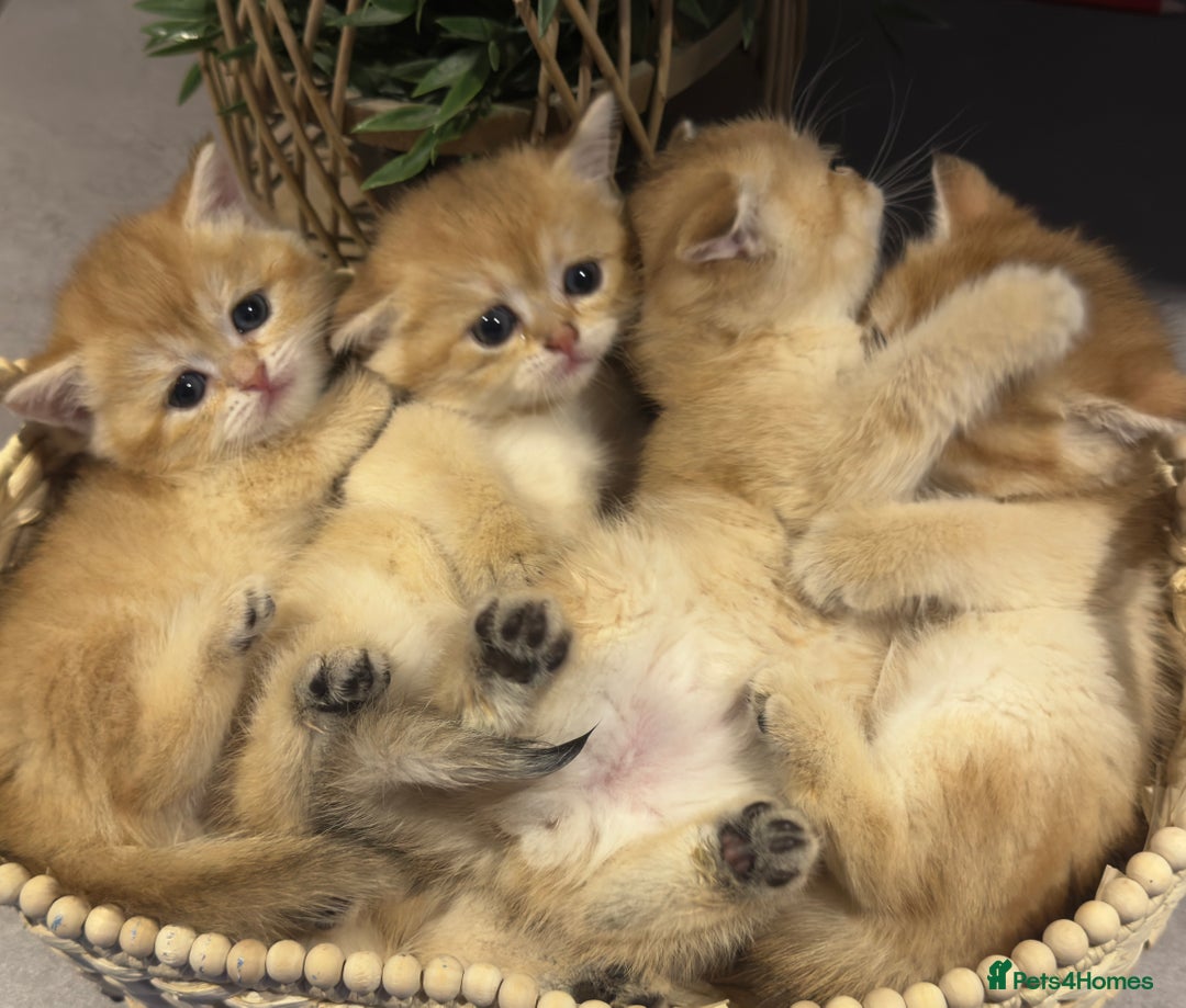 British Shorthair cats for sale: Top Quality golden BSH babies  - Image 2