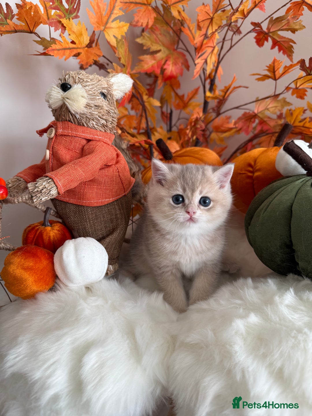British Shorthair cats for sale: Blue Golden British Shorthair - Image 25