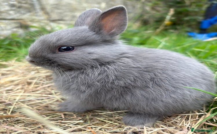 Netherland Dwarf rabbits - Advert 1