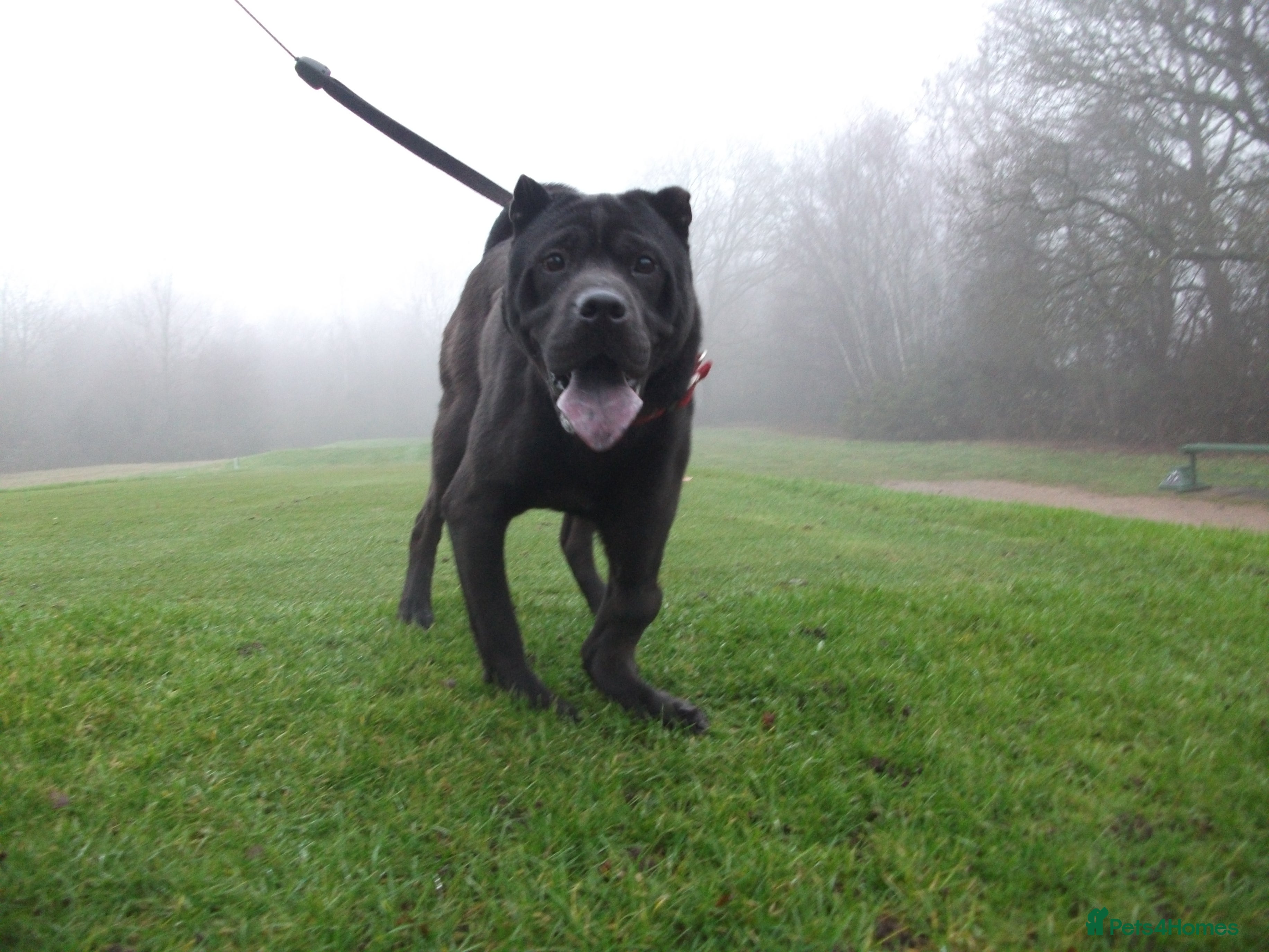 Mixed Breed dogs Blackie - Advert 3