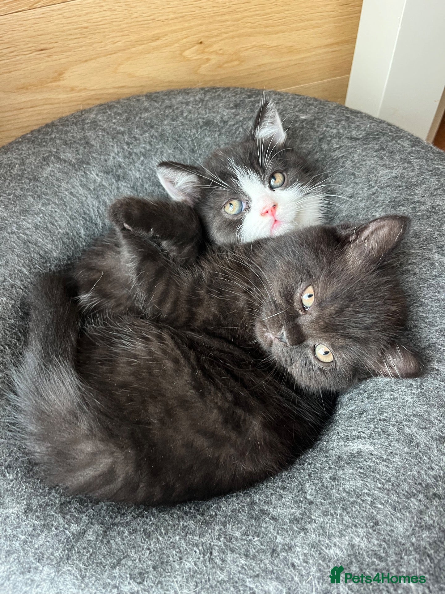 British Shorthair cats BSH Kittens -REDUCED- READY TO LEAVE - Advert 1