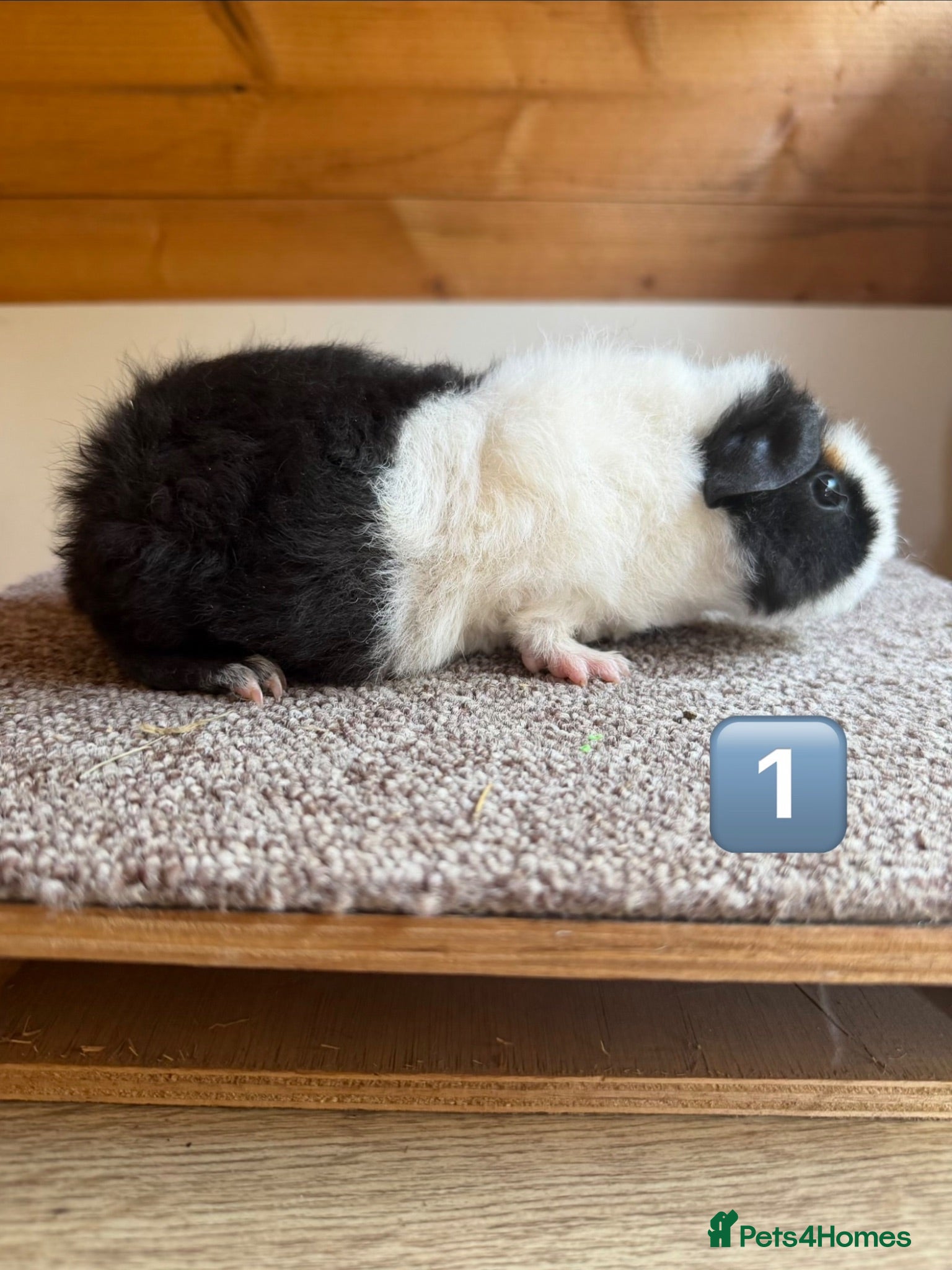 Guinea Pig rodents Teddy Boars & A Swiss Boar - Advert 1
