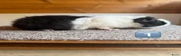 Guinea Pig rodents for sale: Teddy Boars & A Swiss Boar - Advert 1