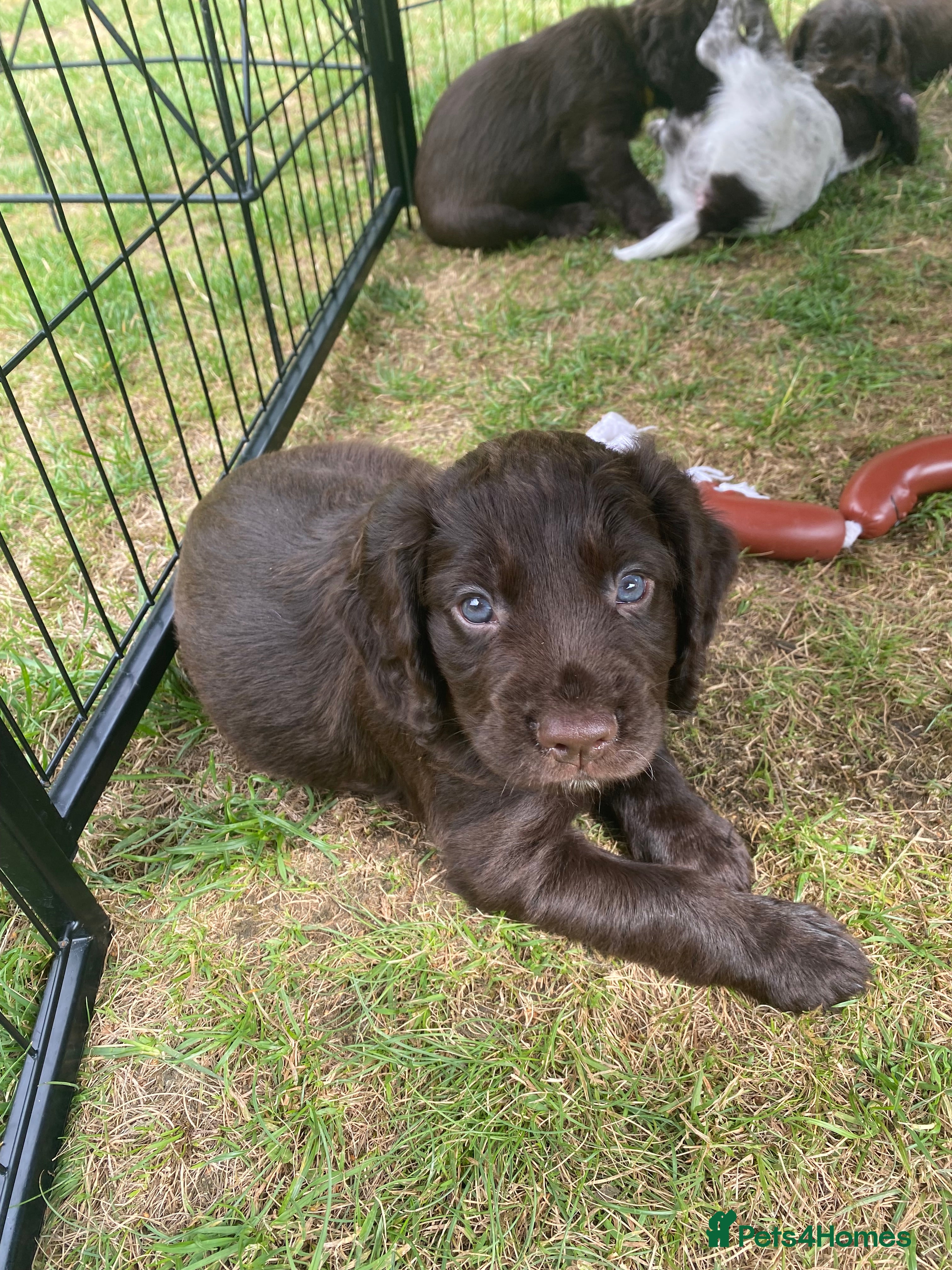 Cocker Spaniel dogs Beautiful working cocker spaniels  - Advert 2