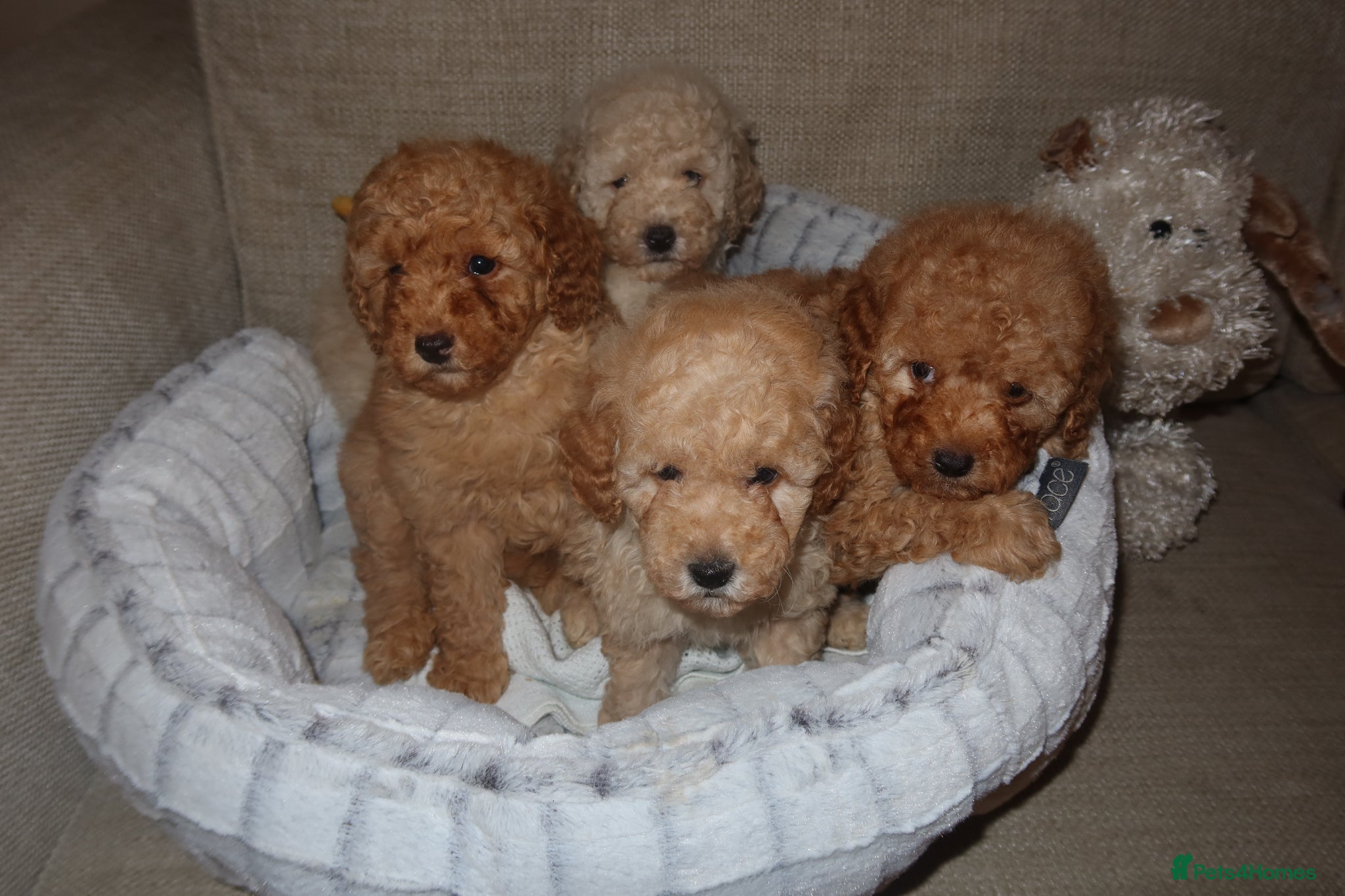 Cavapoo dogs Cavapoo fantastic! Playful beautiful puppies  - Advert 1