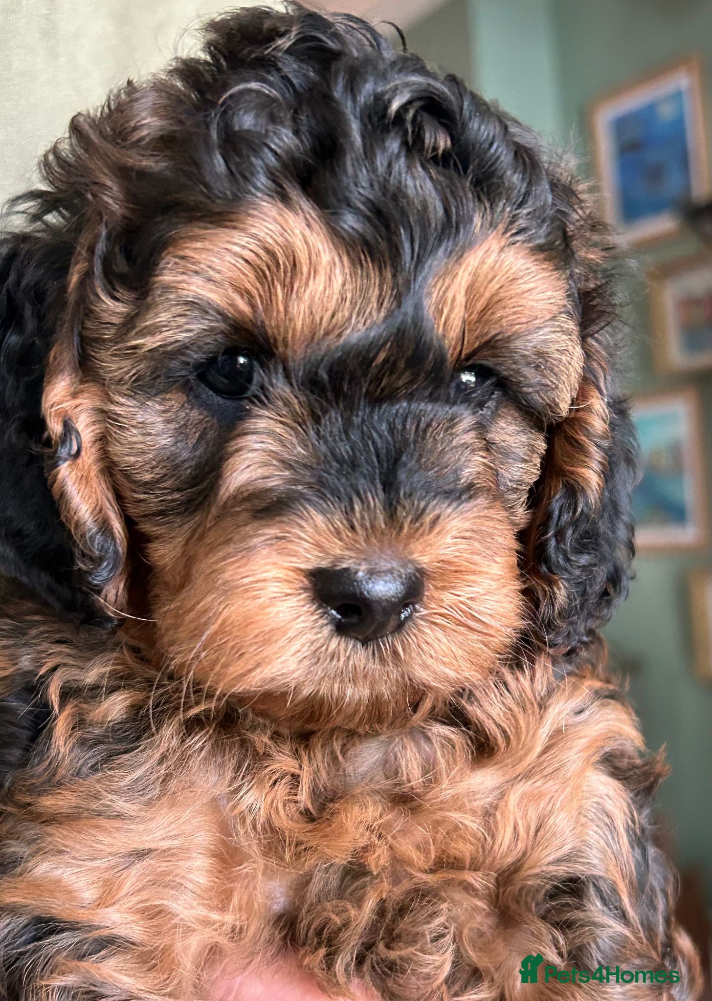 Cockapoo dogs Stunning  Litter of Cockapoo puppies - Advert 12