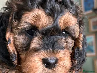 Cockapoo dogs Stunning Litter of Cockapoo puppies - Advert 12
