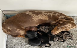 Miniature Dachshund dogs for sale: ✅Adorable nice Mini dachshund for sale✅✅ - Image 8