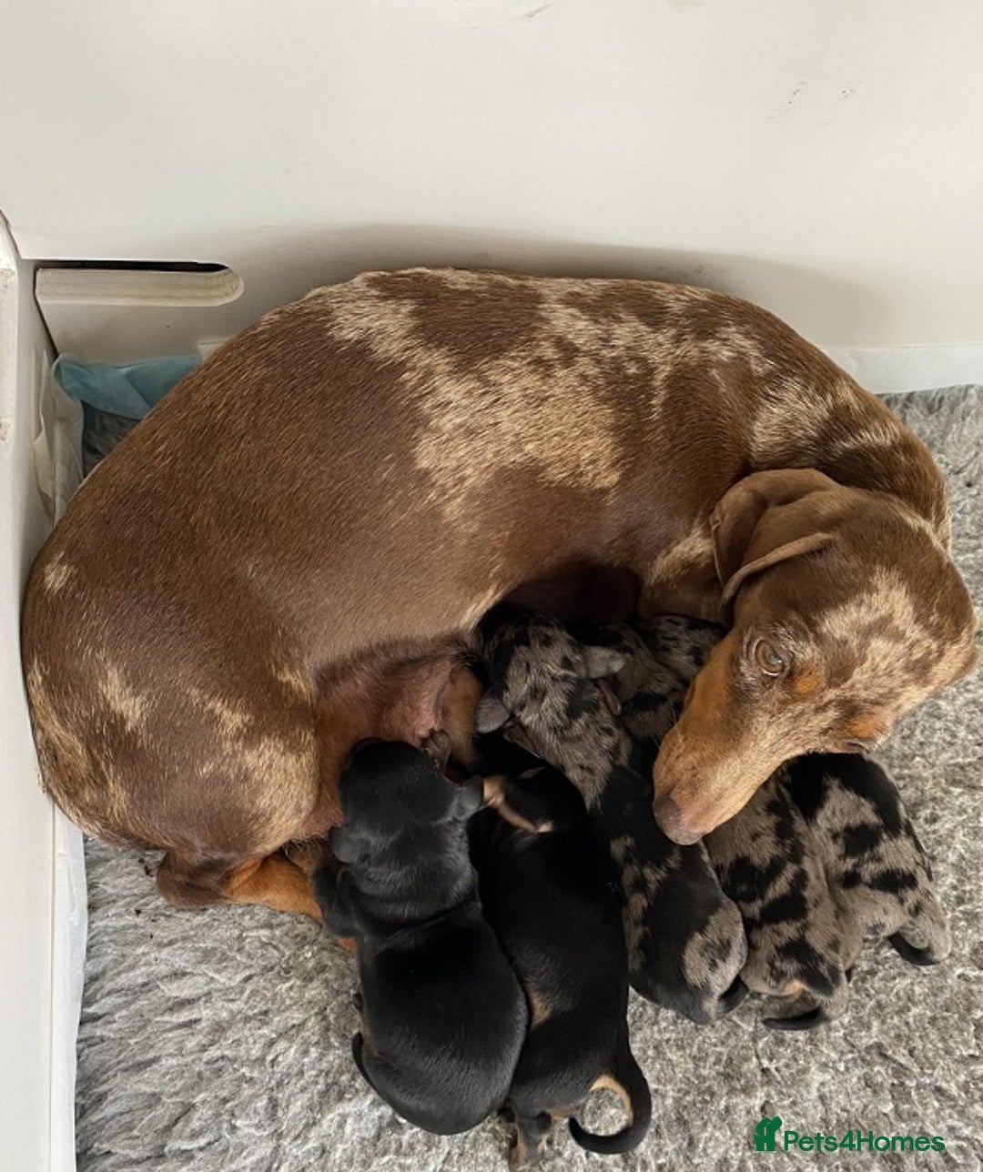 Miniature Dachshund dogs for sale: ✅Adorable nice Mini dachshund for sale✅✅ - Image 8