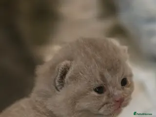 British Shorthair cats GCCF Registered(Active) British shorthair kittens - Advert 5