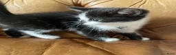 Mixed Breed cats for sale: Beautiful Maine Coon Mix Kittens  - Advert 6