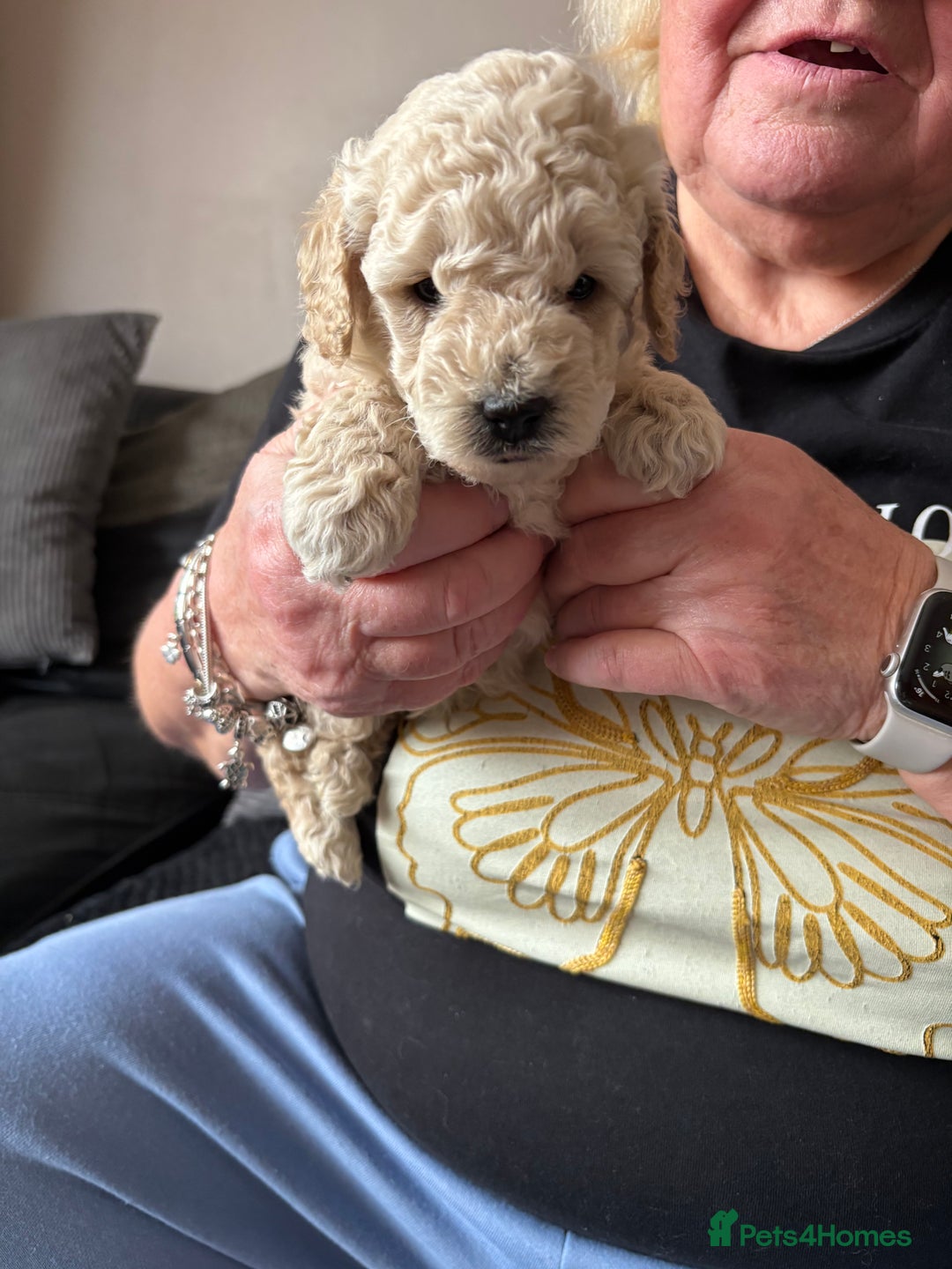 Toy Poodle dogs for sale: Toy poodle puppies for sale - Image 4