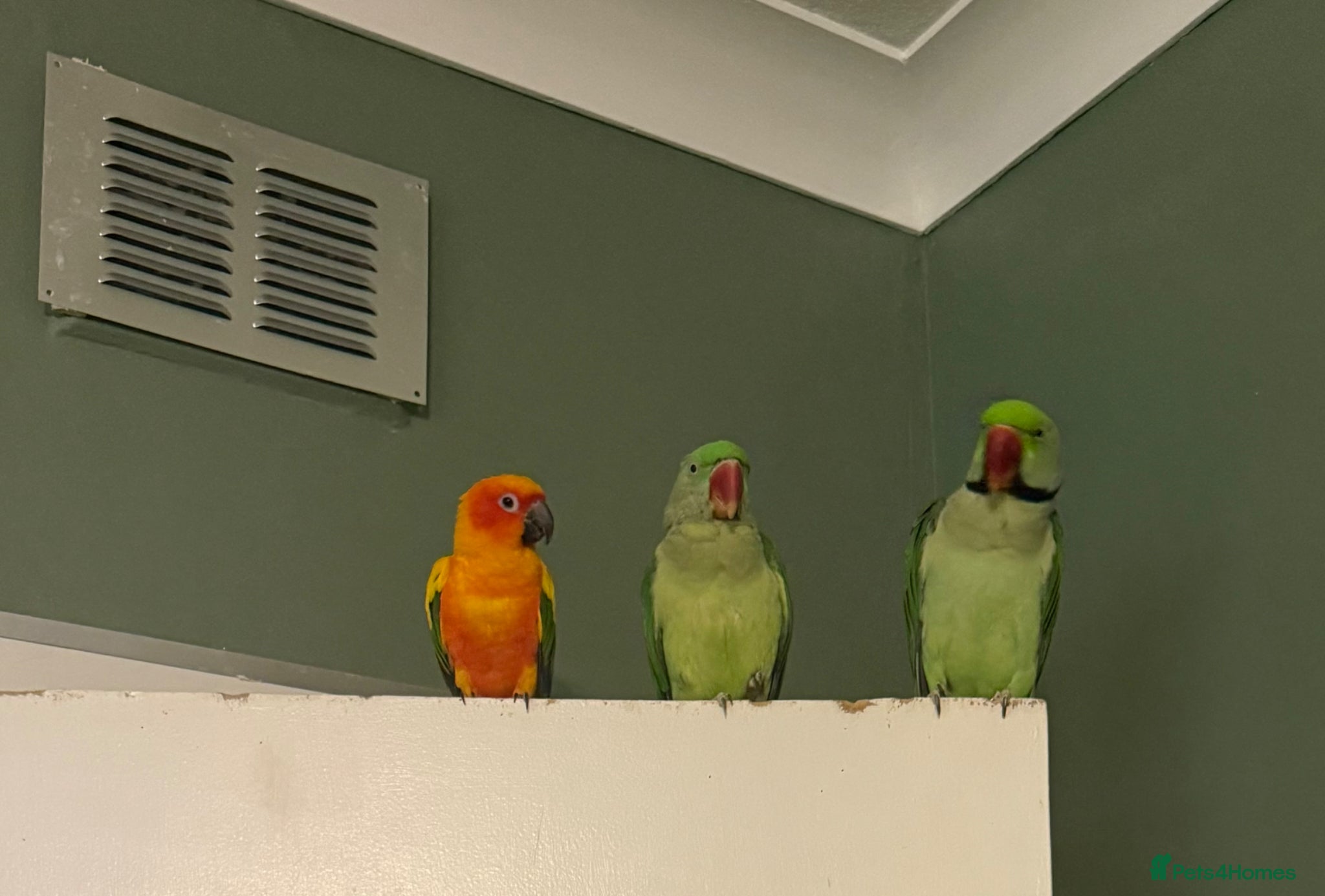 Parakeets birds Pair of Alexandranes  - Advert 1