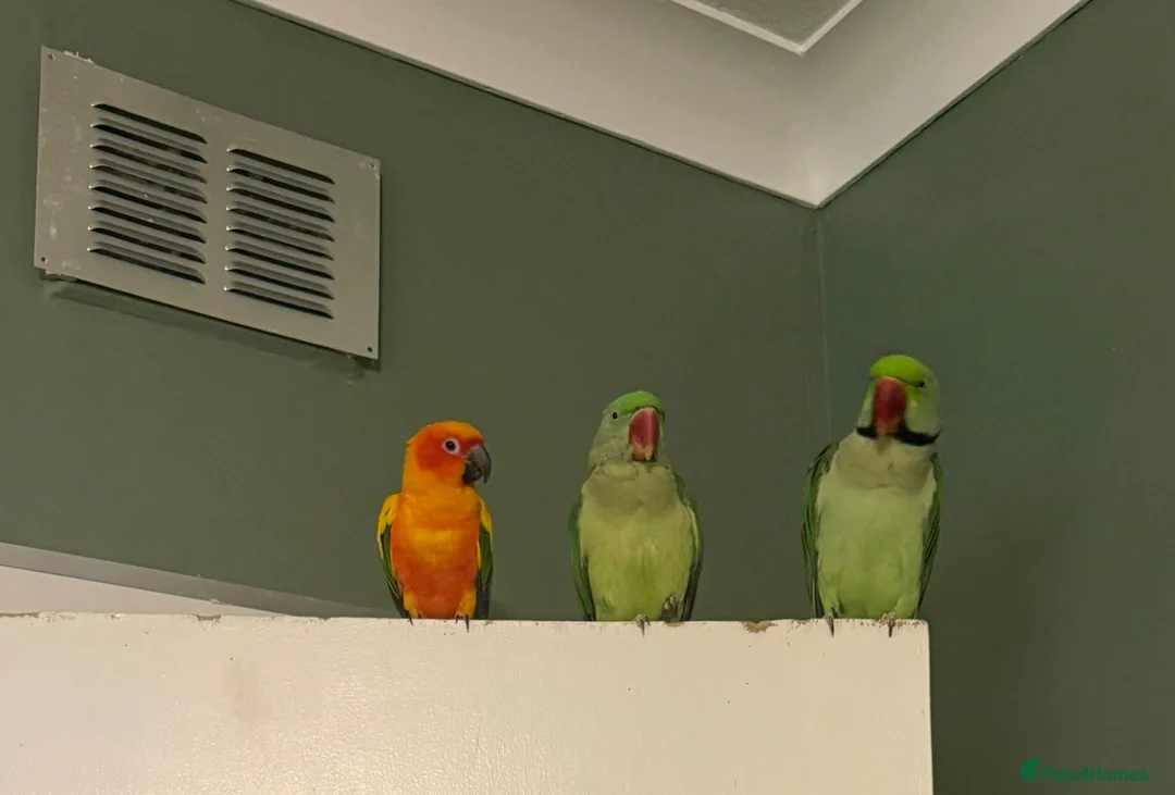 Parakeets birds for sale: Pair of Alexandranes  - Advert 1