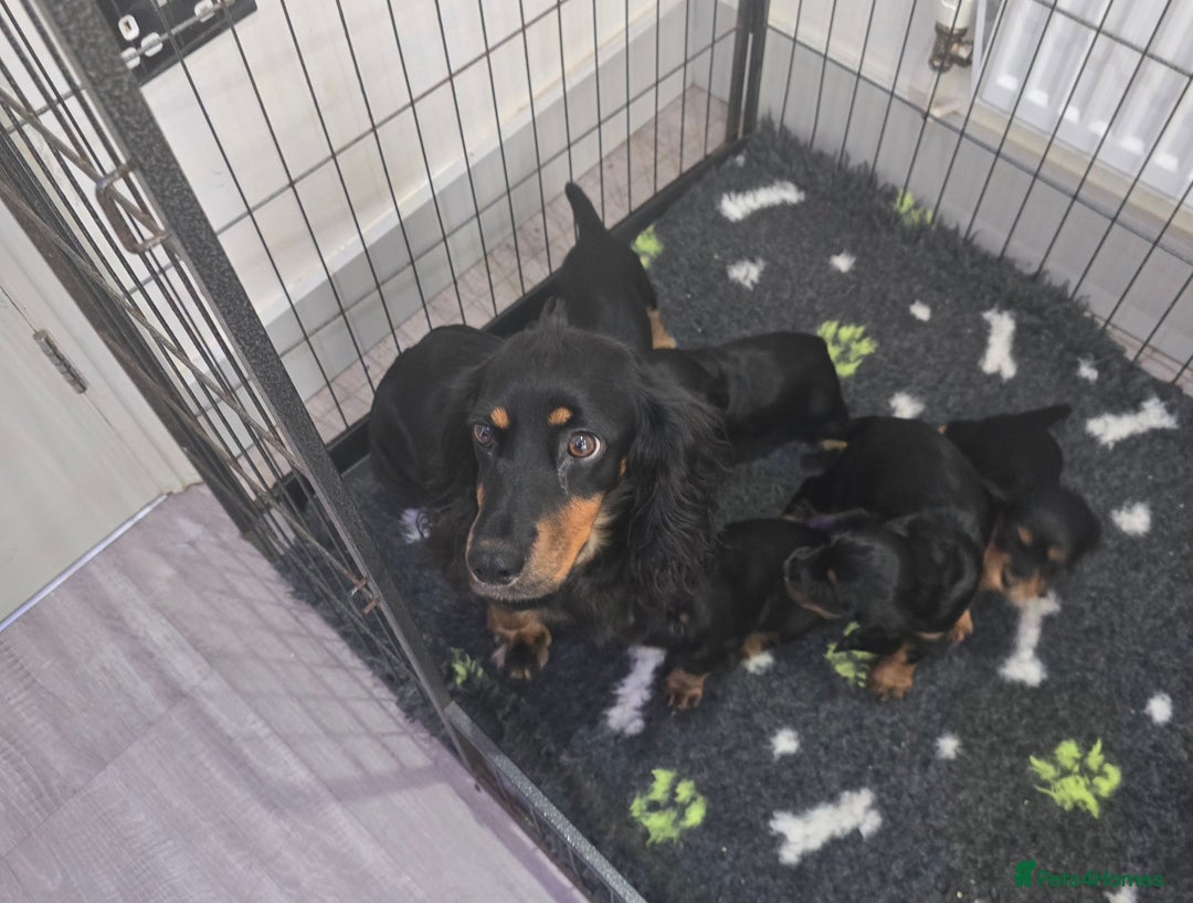 Cocker Spaniel dogs for sale: Cocker spaniel puppies  - Image 2
