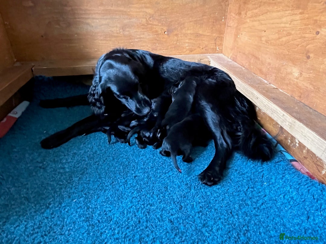 Flat coated Retriever dogs for sale: Flat Coated Retriever Puppies - Image 6