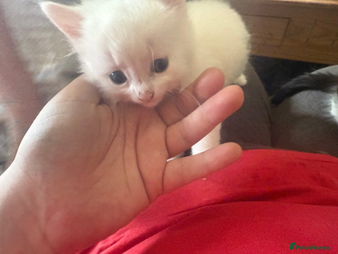 Mixed Breed cats for sale: Long haired fur balls  - Image 1