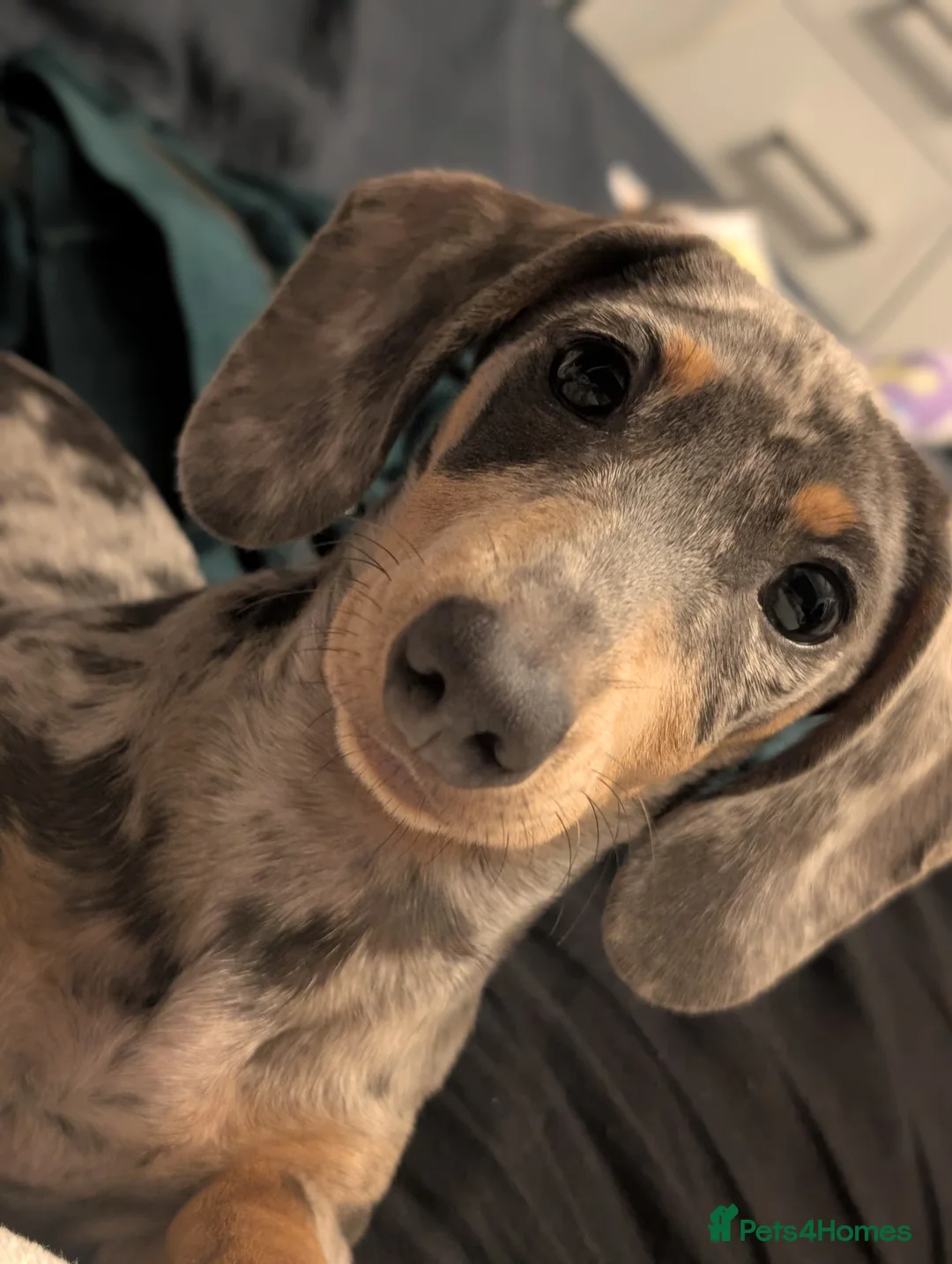 Dachshund dogs for sale: Our baby boy needing a new home  in Brighton - Advert 2