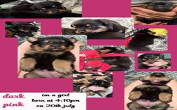 Rottweiler dogs for sale: Rottweiler Champion bloodline  - Image 23