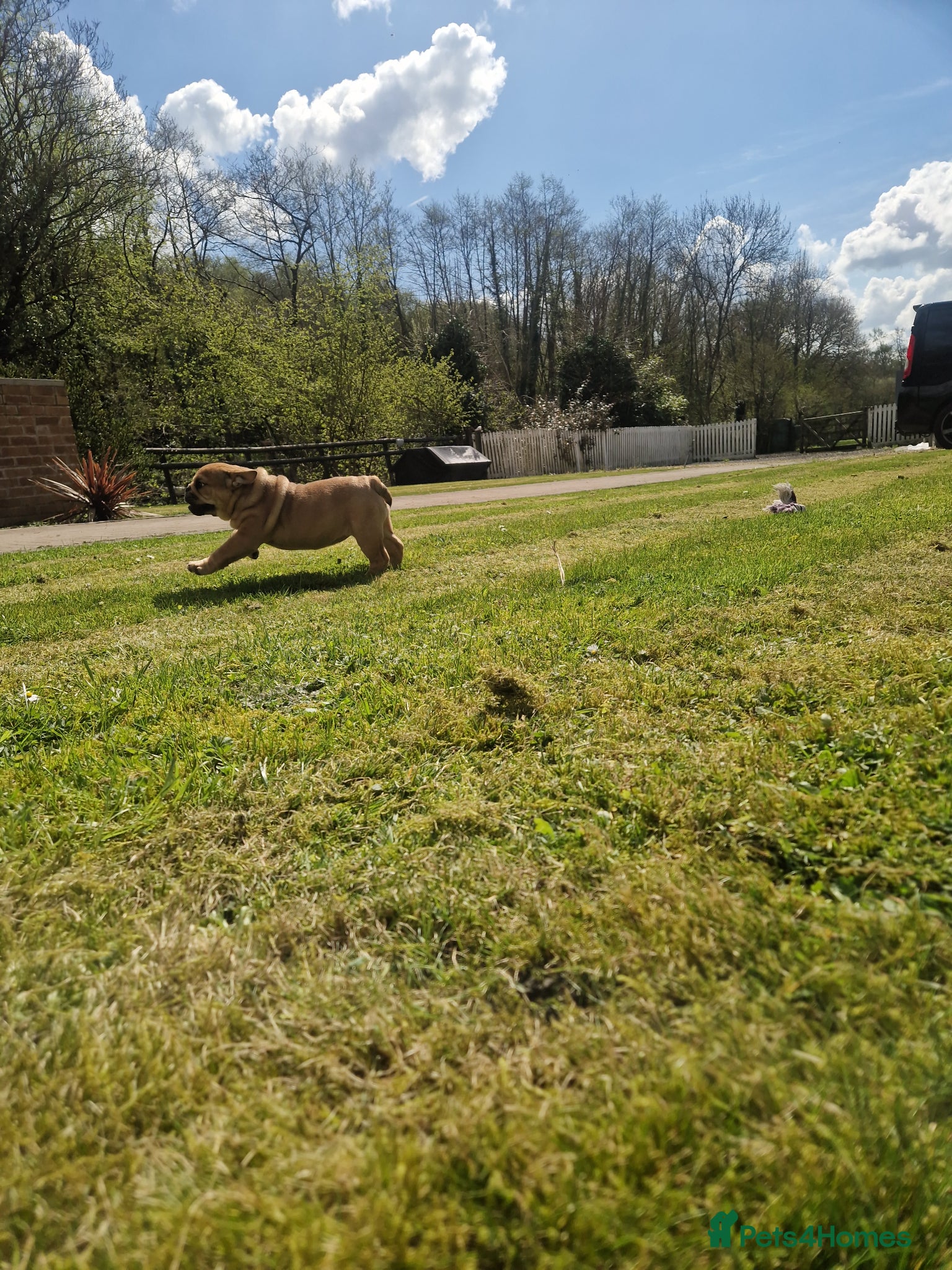 English Bulldog dogs for sale: Beautiful Bull dog puppies  - Advert 6