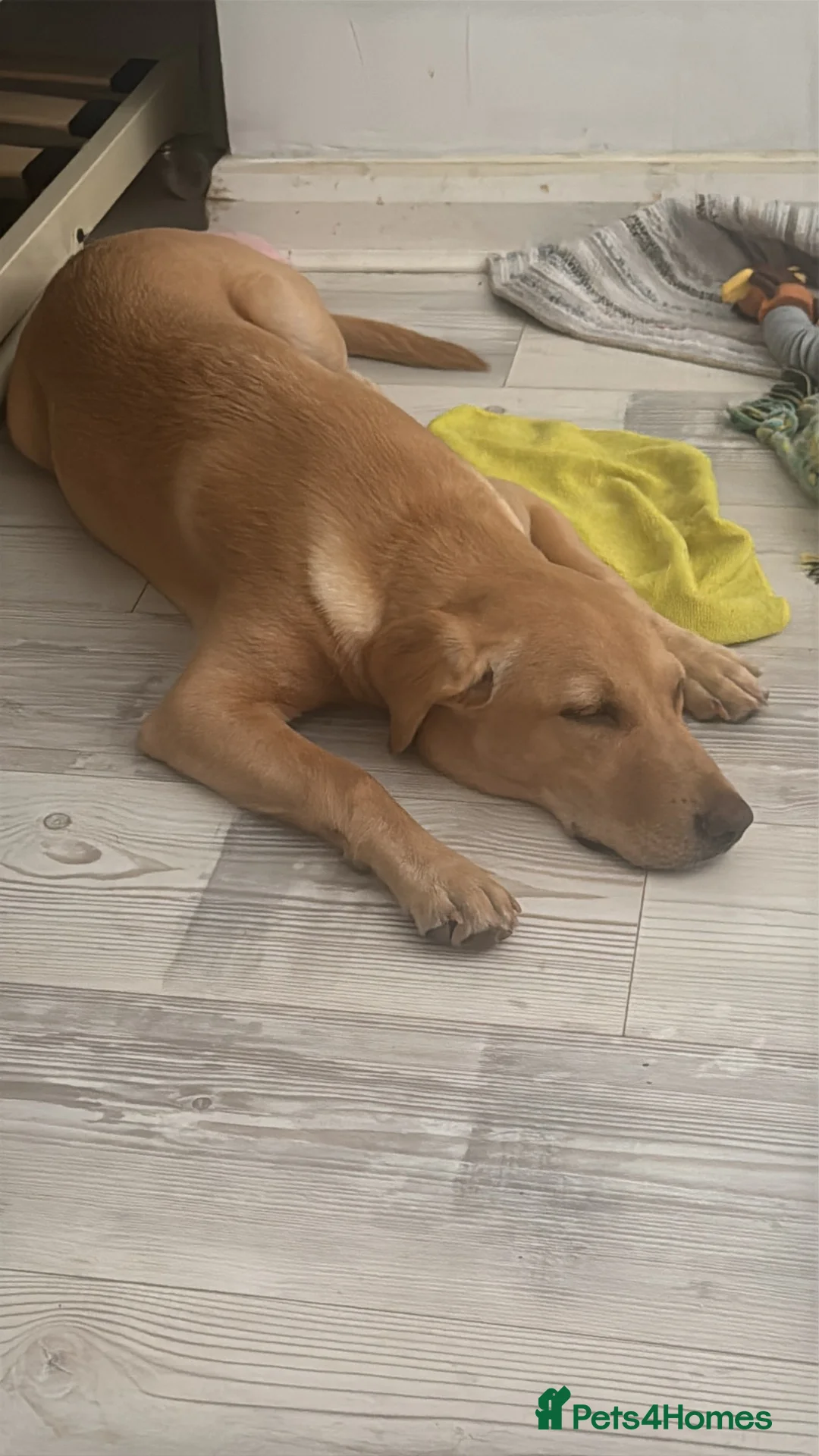 Labrador Retriever dogs for sale: Female Labrador KC registered  - Advert 5