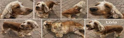 Cocker Spaniel dogs for sale: Pure Bred Show Cockers - KC Reg, Health Checked - Advert 13