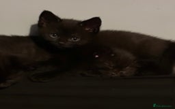 British Shorthair cats for sale:  British short hair kittens  - Image 9